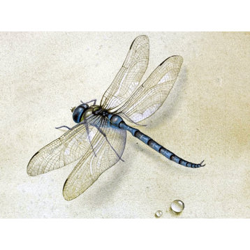 Tile Mural Dragonfly By Fedor Tolstoy Water Drop Dew, 6"x8", Glossy