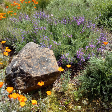 At Home in a Natural California Garden