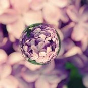 Foto de ILotus Đệ Nhất