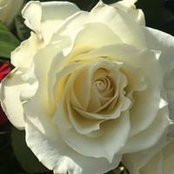 Kelli Grogan's photo