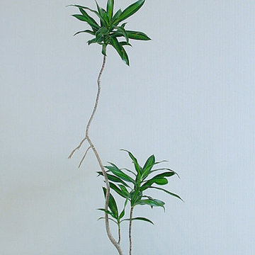Plants.S