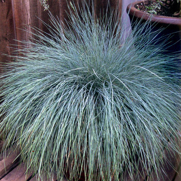 ‘Beyond Blue’ Festuca Festuca ‘Casca11’ PP23307