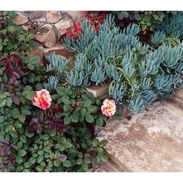 Morton Glen ~ Escondido