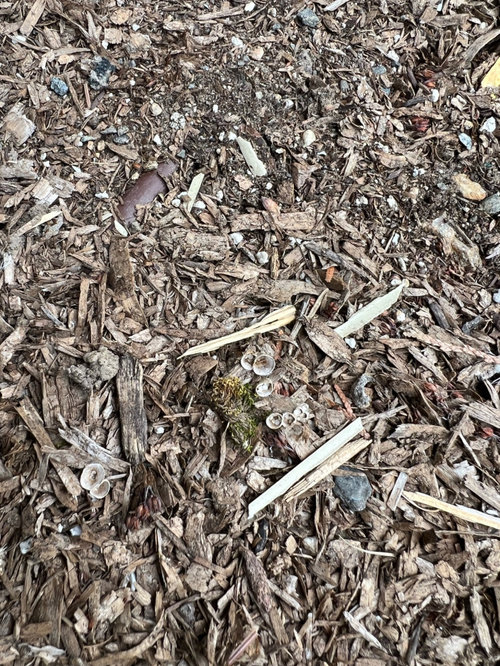 is this artillery fungus?