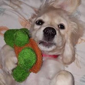 Lisa Chase's photo