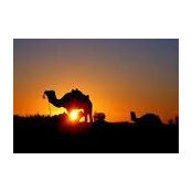 Kim Williams's photo