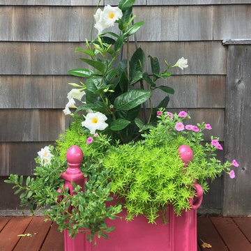 Poolside Petunias