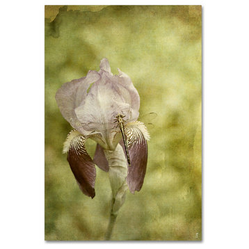 Jai Johnson 'Vintage Iris And Dragonfly' Canvas Art, 24 x 16