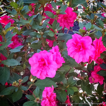 Plant Ideas & Colorful Combinations