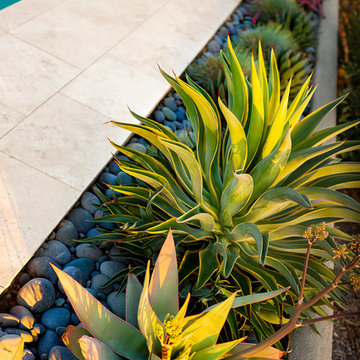 drought and heat tolerant plantings