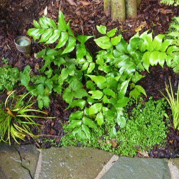 Aromatic Moon Garden