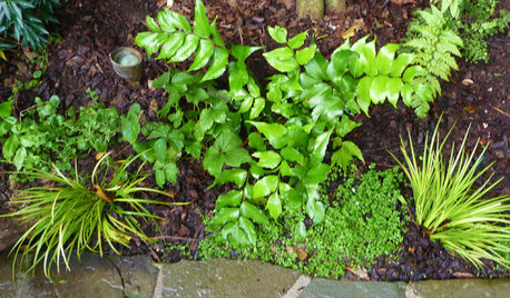 Great Design Plant: Cyrtomium Falcatum ‘Rochfordianum’