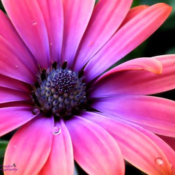 Simply Beautiful - Artwork