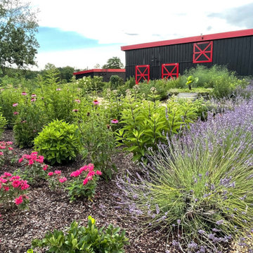 Pollinator loving bee balm, joe pye weed, lavender, and coneflower