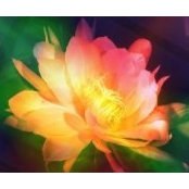 Carolyn Quiroga's photo