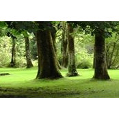 Susan Burleson's photo