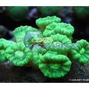 Inreefs Corals's photo