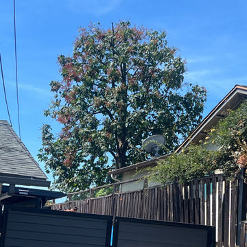 Tree Care