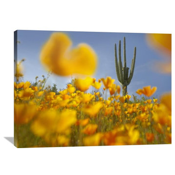 "Saguaro Cactus- California Poppy Field, Tonto National Forest, Arizona" Artwork