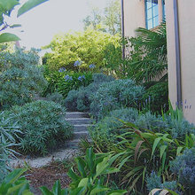 Drought tolerant plantings