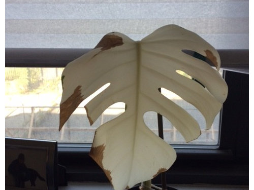 Variegated Monstera Albo Variegata Cutting Help