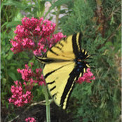 Donna Erlewine's photo