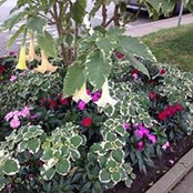 Irene Marocco's photo