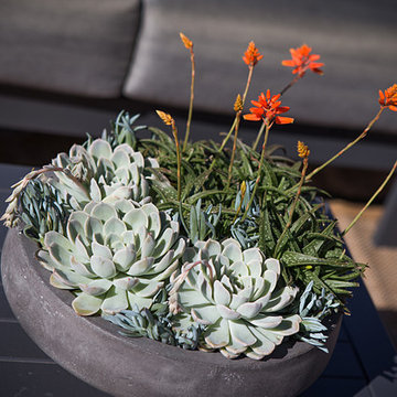 Modern Garden Design - La Jolla, CA
