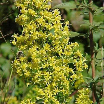 Solidago Speciosa