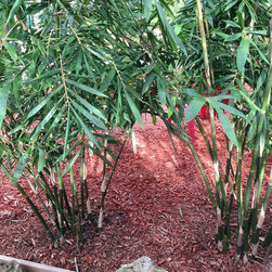 Bamboo installations - Products