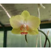 Dina Canasi's photo