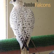 Jumbo Falconss foto