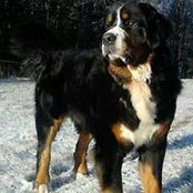 Josefin Henriksson's photo