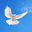 FLYWING ARCHITECT & STRUCTURAL DESIGNER