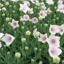East Garden
