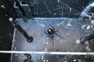 Pest Control Services