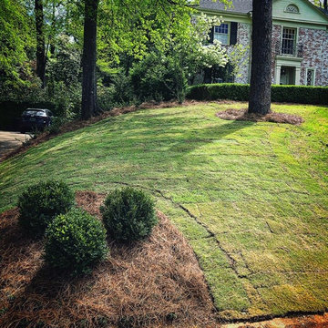 Front Yard Update/Mass Camellia Planting/Sod