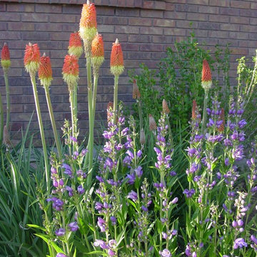 Plant Combinations