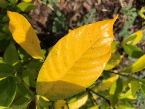 Gardenia Leaves Turning Yellow Iron Deficiency Or Lack Of Water