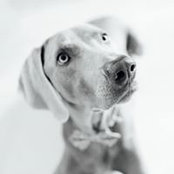 Foto von Helper Eag