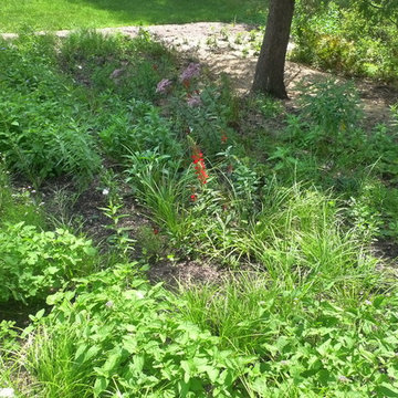 Native perennials 3 months after  planting