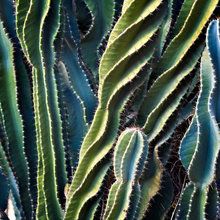 Landscape Cacti for Under Bedroom Windows