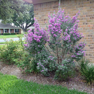 Drought Tolerant Landscape
