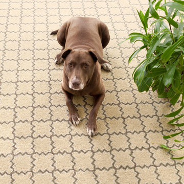 Dash & Albert Rugs