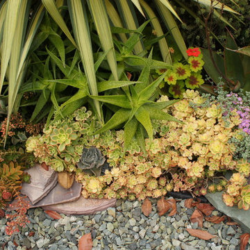 Mediterranean Paradise Garden, Coronado, California