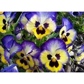 Nancy Glover's photo