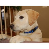 Cooper TheLab's photo