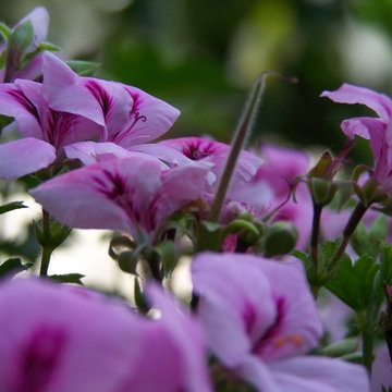 Fiori da giardino