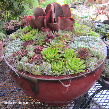 SUCCULENTS
