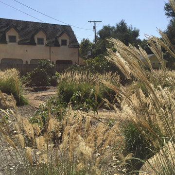 Avocado orchard; tall ornamental grasses, climbing boulders punctuate winding pa